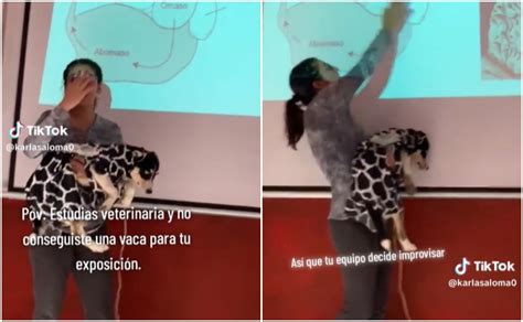 VIDEO Estudiante De Veterinaria Disfraza A Su Perro De Vaca