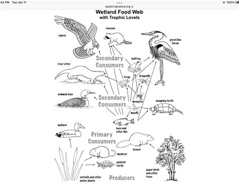 Food Web Diagram