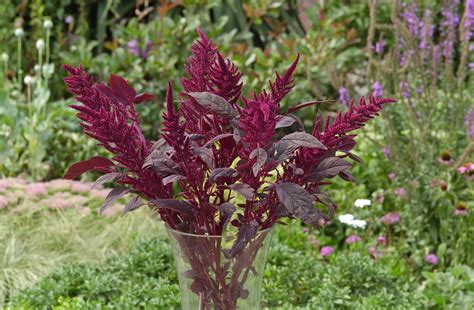 AMARANTHUS Cruentus Velvet Curtains Muller Seeds