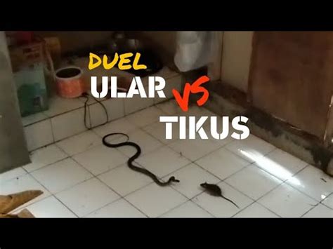 SERU Duel ULAR COBRA Vs TIKUS Di Dapur Rumah YouTube