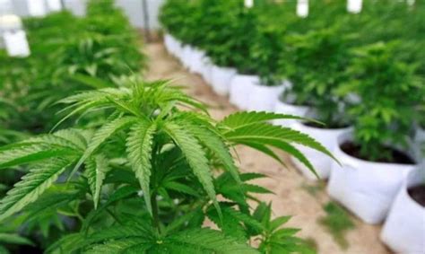 Cannabis Medicinal Realizan Primera Cosecha De Inta En El Pa S Lv