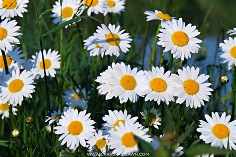 15 Weeds with White Flowers: Common Lawn Weed Guide (2024) | CrabgrassLawn