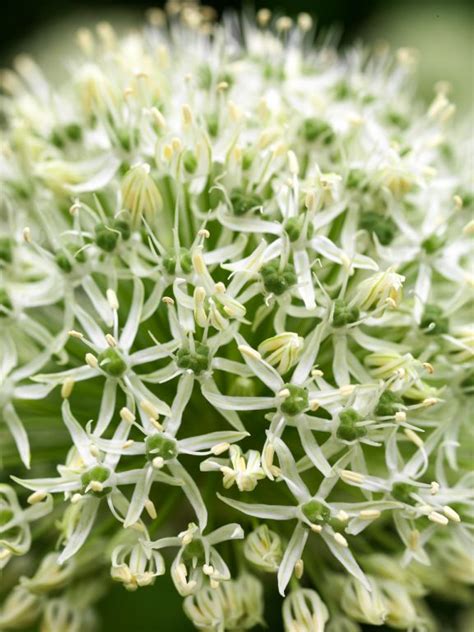 Allium Mount Everest Bloombol