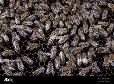 Bees On Honeycombs And Queen Bee The Beekeeper The Hive From The