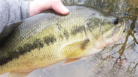 Winter Pond Bass Fishing Youtube