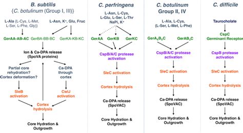 Schematic Of Spore Germination Signaling Pathways Germinants That Are Download Scientific