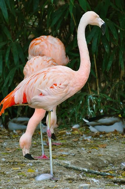 Flamingo Burung Habitat Foto Gratis Di Pixabay Pixabay