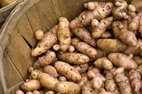 9 Heirloom Potato Varieties for Your Garden