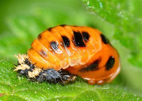 Five Pest Eating Predatory Insects To Know And Love Sky Nursery