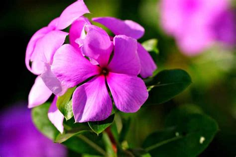 Piante Perfette Da Coltivare Su Un Balcone All Ombra Greenme