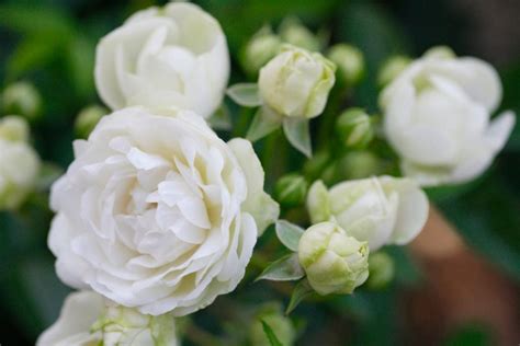 National Flower Of England: Red White Tudor Rose