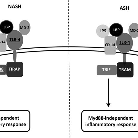 Schematic Representation Of TLR4 Activation In The Course Of NASH Or