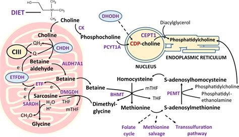 Choline Degradation Produces Betaine An Important Methyl Donor The Download Scientific