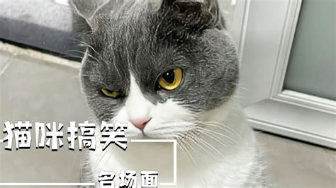 小猫咪搞笑名场面，猫猫也是有强迫症，猫：你今晚最好有事高清1080p在线观看平台腾讯视频