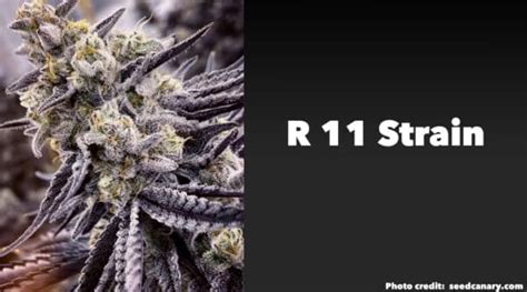 Top 10 Best Weed Strains To Grow In 2023 KingPalm