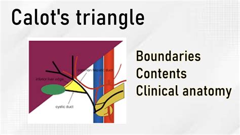 Calots Triangle Cystohepatic Triangle Boundaries Contents