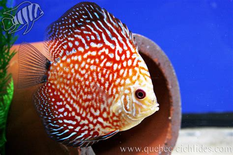 Discus Pigeon Blood Qu Bec Cichlid S