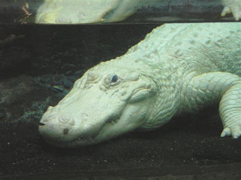 albino crocodile view1 by soft-sound on DeviantArt