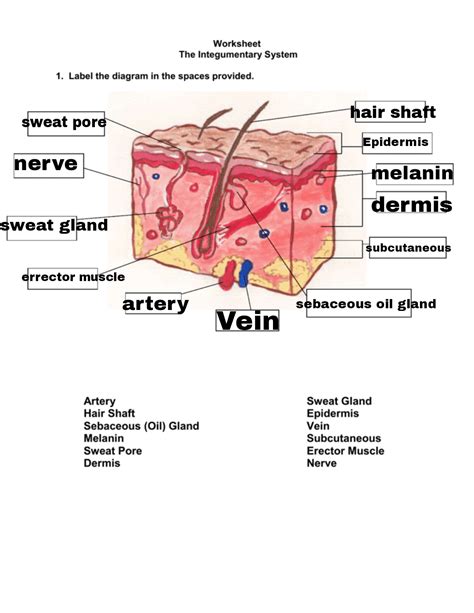 39 integumentary system diagram labeled