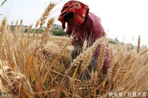 【农村小麦减产粮价大涨，有钱不买楼，沒钱別卖粮，说到了农民心上 大家好我是农村的小虎】傻大方