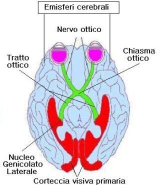 Organizzazione Del Sistema Visivo