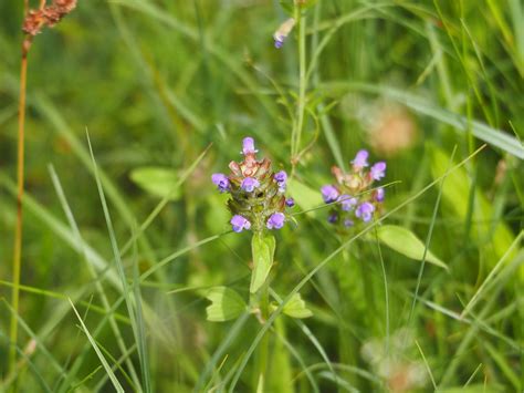 Kleine Braunelle Prunella vulgaris 2 Gewöhnliche Braun Flickr