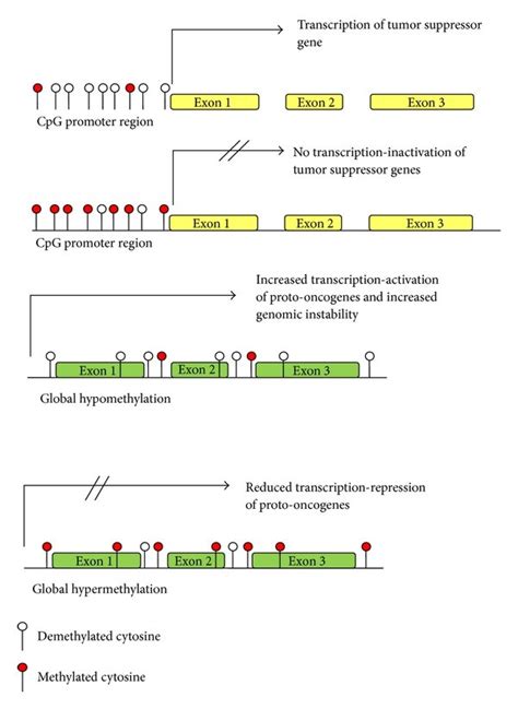 Methylation Of CpG Islands Reduces Gene Transcription And Is Purported