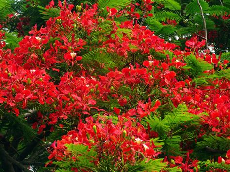 flame tree learn   flamboyant flame tree flame