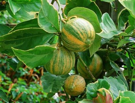 Eureka Variegated Pink Lemon Tree - Bob Wells Nursery - U.S. Shipping