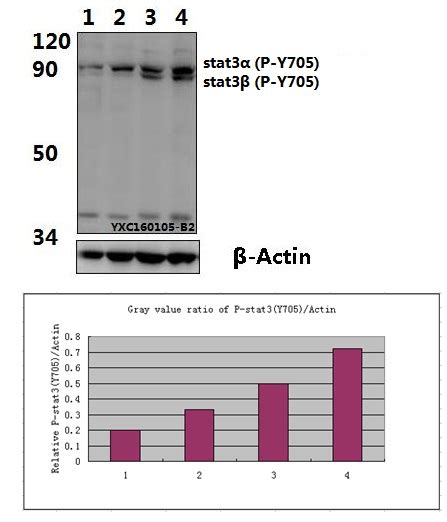 Stat3 Phospho Y705 Polyclonal Antibody Primary Antibodies Bioworld