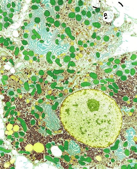 Liver Cells Photograph by Medimage/science Photo Library