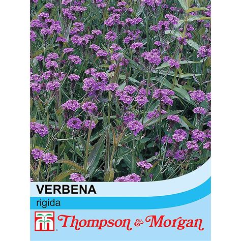 Verbena Rigida Seeds Thompson And Morgan