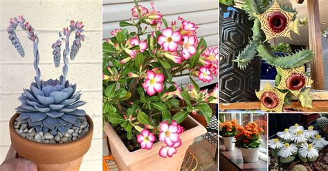 33 Best Flowering Succulents To Grow Indoors And Outdoors