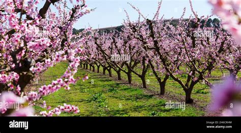 peach orchard  blossom stock photo alamy