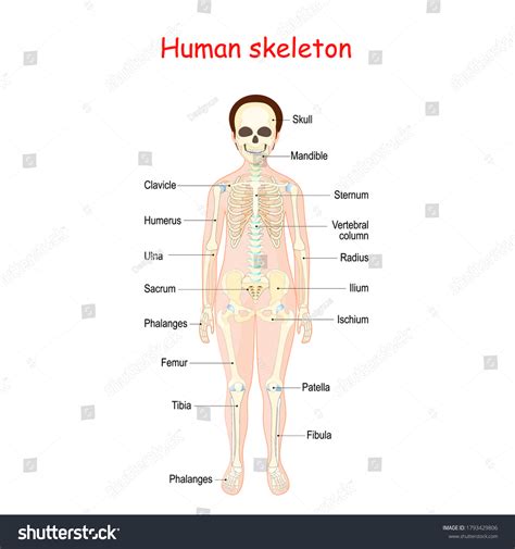 Human Skeleton Kids Poster Anterior View Stock Vector (Royalty Free) 1793429806 | Shutterstock