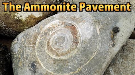 The Ammonite Pavement At Lyme Regis Youtube