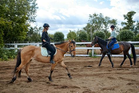 The True Cost of Training Horses and What You Need to Know - Tamara