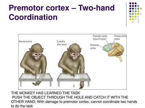 Ppt The Motor System And Its Disorders Powerpoint Presentation Free