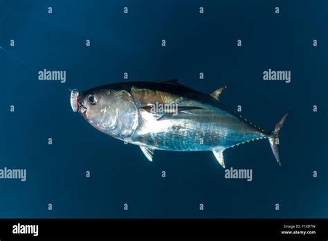 Thunnus Thynnus Atlantique Hi Res Stock Photography And Images Alamy