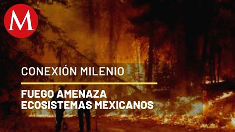 Temporada de incendios en México Conexión Milenio YouTube