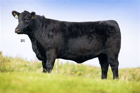 latest news  features aberdeen angus cattle society