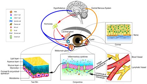 Ijms Free Full Text Dry Eye Management Targeting The Ocular Surface Microenvironment