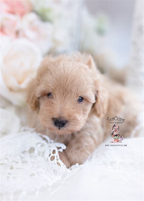 Poodle Puppy 154 Teacup Puppies Boutique