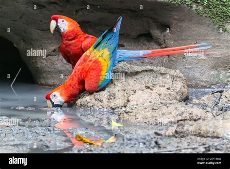 Scarlet Macaw, Ara macao, Saladero de Pericos, Salt/Mineral/Parrot/clay ...