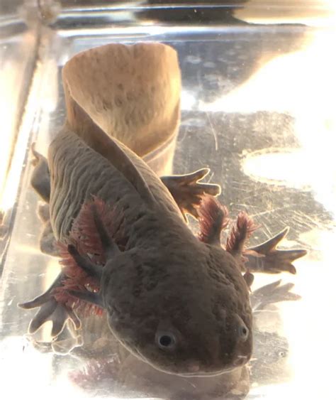 Adult Black Melanoid Axolotl – Premium Axolotl