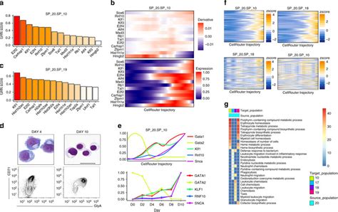 Gene Expression Dynamics During Erythroid Differentiation A Predicted