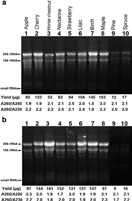 Denaturing Agarose Gel Recipe Bryont Blog