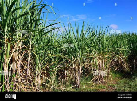 sugarcane field  full grown crop sugar cane agricultural economy