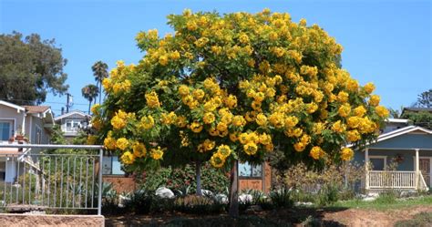 17 Beautiful Cassia Tree Varieties - ProGardenTips