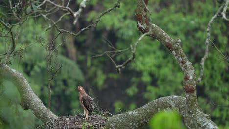 Burung Elang Stock Video Footage For Free Download HD & 4K